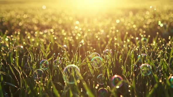 Morning Grass with Dew Drops and Bubbles Illuminated By Bright Sunlight. The Perfect Eco Background