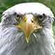 American Eagle Watching You - VideoHive Item for Sale