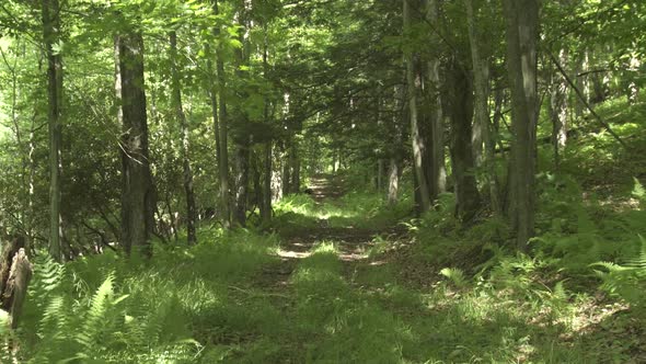 A video of a refreshing summer deep forest with thickets and old trees