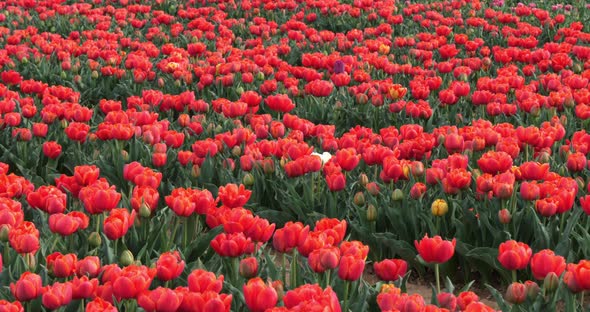 Tulips field in the Provence, Alpes de Haute Provence, France