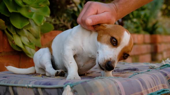 Loving Jack Russell family pet being stroked, enjoys the attention