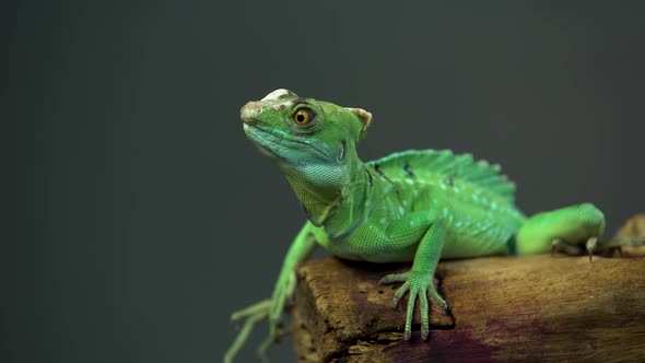 Helmet-bearing Basilisk Sitting on Wooden Snag at Black Background. Close Up