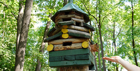 Squirrel In City Park