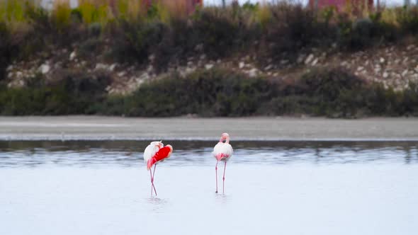 Pair Wild Greater Flamingo in the Salt Lake Two Animal