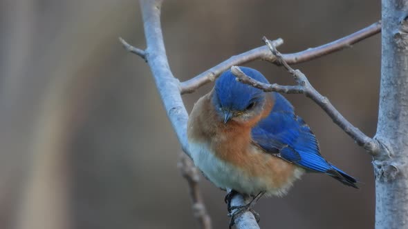 a beautiful close up shot of an eastern bluebird sitting on a tree branch