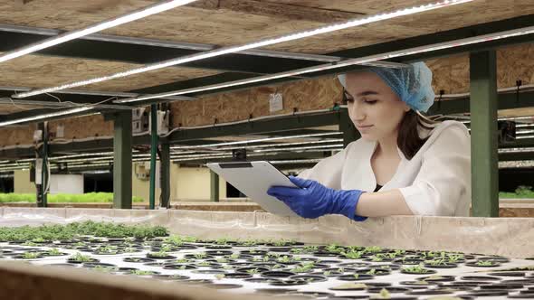 Biotechnologist using tablet to check quality and quantity of vegetable in hydroponic farm