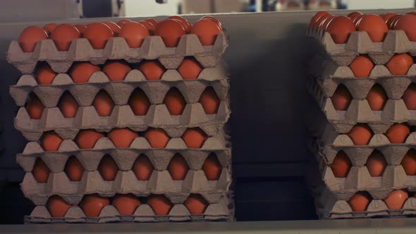 Eggs cartons moving on the production line