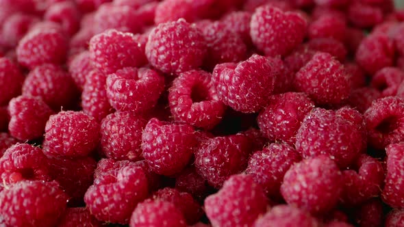 Juicy and Delicious Raspberries Rich in Vitamins and Useful for Immunity Grown on Farm are in One