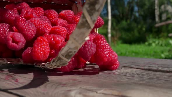 Basket Full of Red Raspberries Is Falling on Table