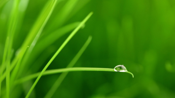 A Raindrop On Blade Of Grass