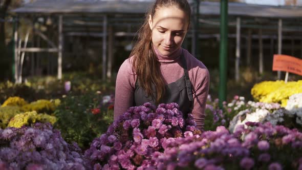Young Smiling Female Florist in Apron Examining and Arranging Flowerpots with Chrysanthemum on the