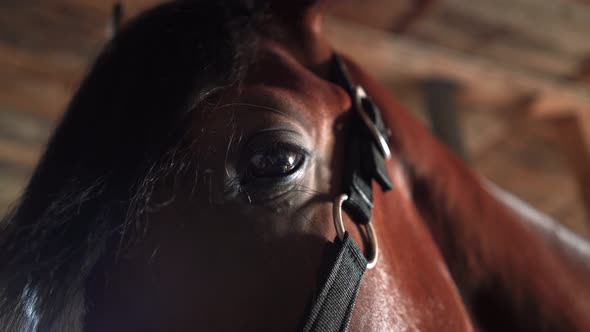 Close-up. Horse face full screen. Horse eyes