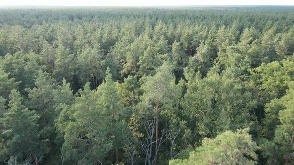 Natural Landscape in the Forest During the Day