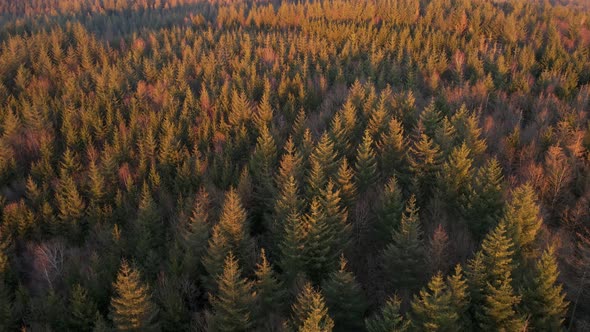 A thick, partially damaged coniferous forest in west Germany during a colourful sunset. Slow aerial