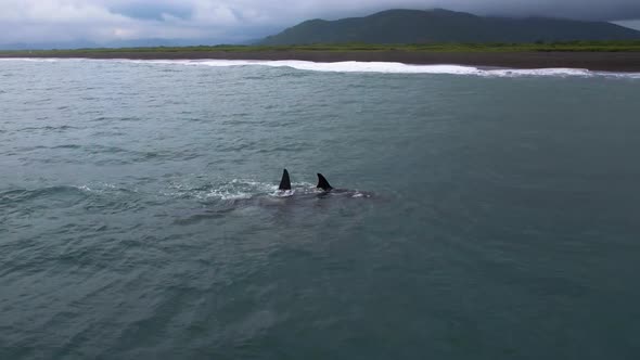 Family Killer Whales Hunts Small Baby Dolphin Orca Chase Porpoise Azovka