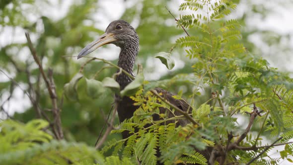Close up of a limpkin bird standing on a branch between leaves looking around curiously. Slow motion