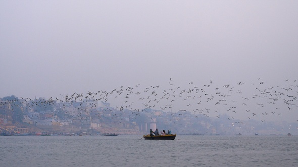 Tourist Boat and Seagulls, Ganges River, Varanasi, India.