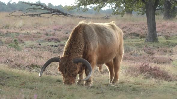 Brown Highland Cow Calf Eating Grass And Standing On Grass Field Near The Tree - close up