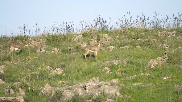 Two Male Gazelles in Natural Habitat