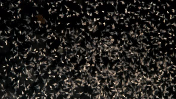 Movement of the Colony Nauplios Artemia Salina in the Water