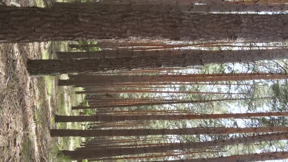 Vertical Video of a Wild Pine Forest Slow Motion