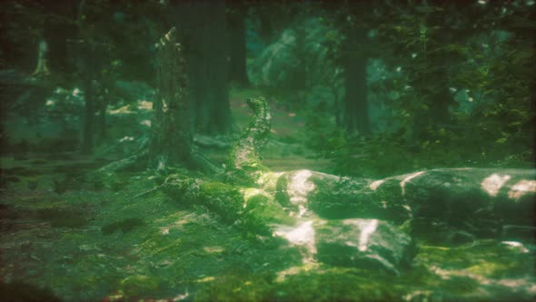 Old Trees with Lichen and Moss in Green Forest