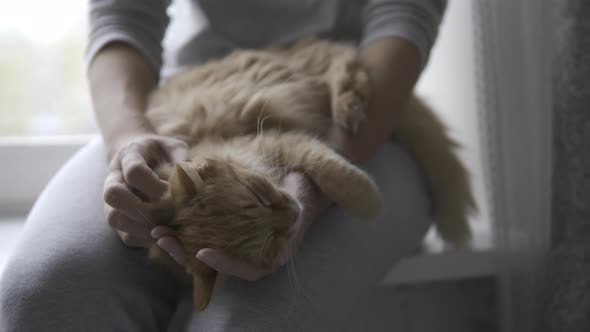 Woman Is Stroking Cute Ginger Cat on Windowsill. Fluffy Pet Purring with Pleasure. Cozy Home. 10Bit