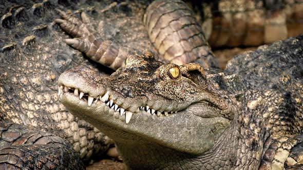 Baby Crocodile Next To Mother