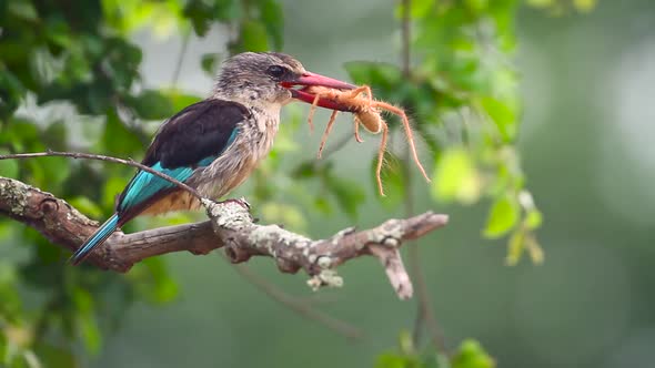 Brown hooded Kingfisher in Kruger National park, South Africa