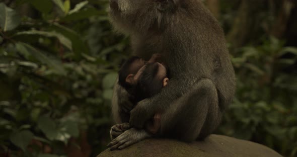 Close Up of Two Baby Monkeys Nursing in the Lap of Female Macaque Monkey in Ubud Monkey Forest