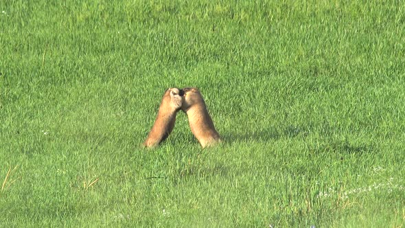 Two Male Marmot Fighting in Green Meadow