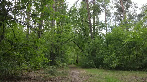 Green Forest with Trees By Day