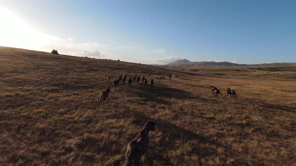 Aerial Fpv Drone Shot of a Herd of Wild Horses Running on a Green Spring Field at the Sunset