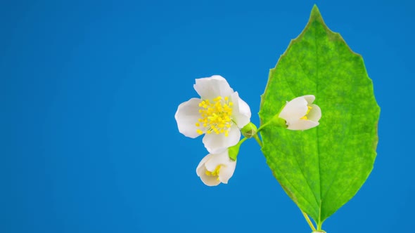 White Jasmine Flower Opening