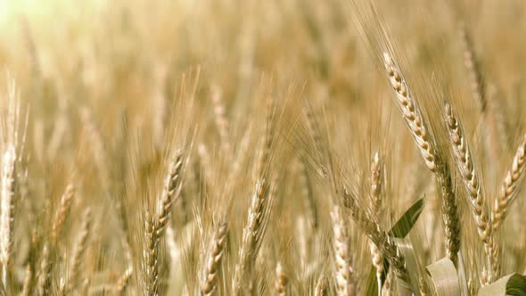 Barley Grain Field