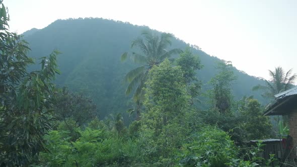 Garden in Tropics in Front of Green Mountain