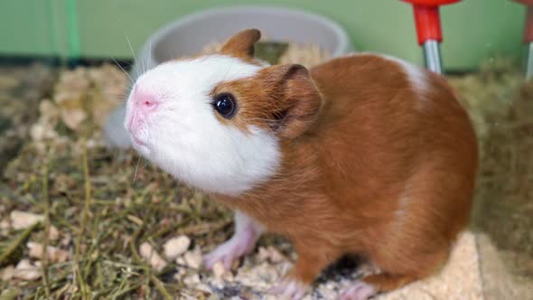 Cute Redhead with White Guinea Pig