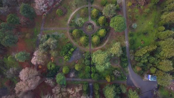 Aerial view of winter Botanical garden in Batumi, Georgia. Dron flying over treetops. Some trees are