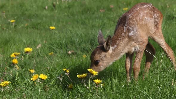 975059 Roe Deer, capreolus capreolus, Fawn in Blooming Meadow, Normandy, Real Time