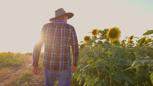 Tracking Shot of Young Farmer in a Hat Walks Along the Path of His Sunflower Field