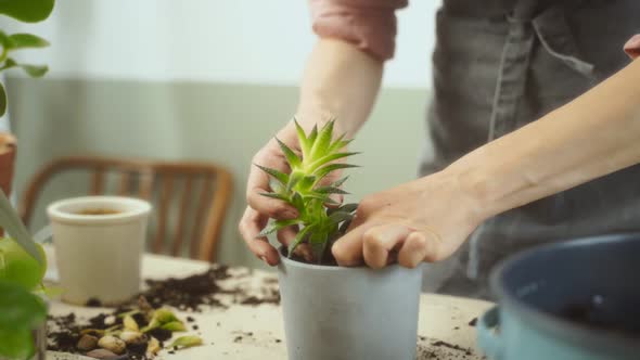 Crop woman transplanting succulent on table