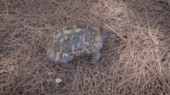 Funny Land Turtle Crawls in Search of Food.