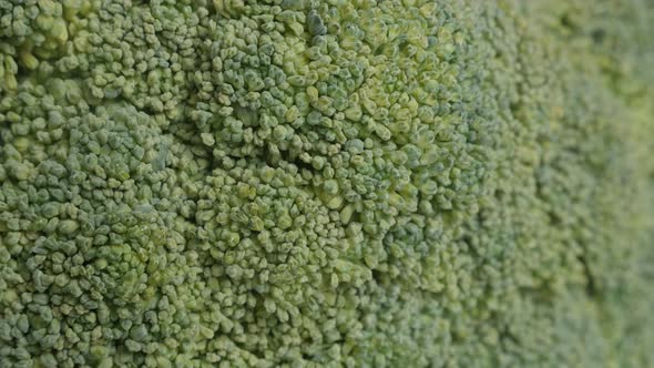 Broccoli Brassica oleracea floret texture 4K  footage