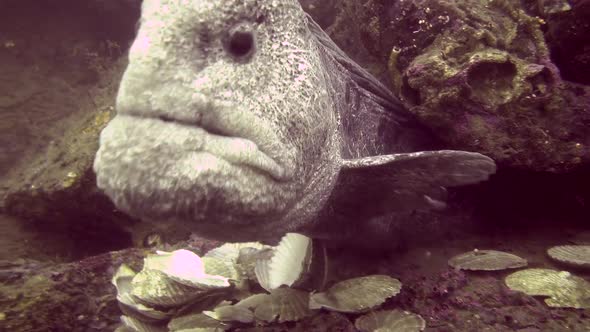 Male Wolf Eel gets a bit close