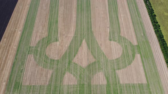 Coat of Arms of Ukraine on a Wheat Field