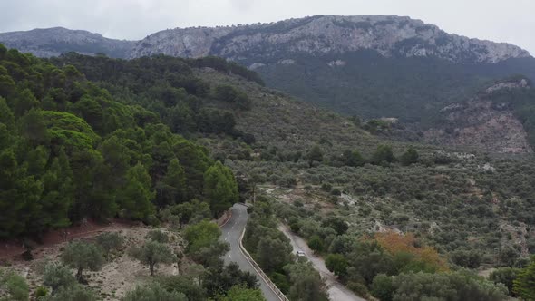 Aerial View of Fields with Olive Trees Growing in a Landscape City