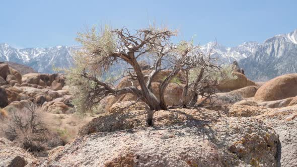 Slow push in on gnarled desert tree growing in rocks, Alabama Hills, California.