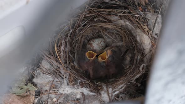 Newborn Chicks in the Nest Hungry Baby Birds of Swallows Open Yellow Mouths