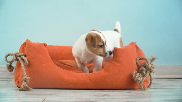 Cute Puppy Jump in a Couch