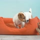 Cute Puppy Jump in a Couch - VideoHive Item for Sale
